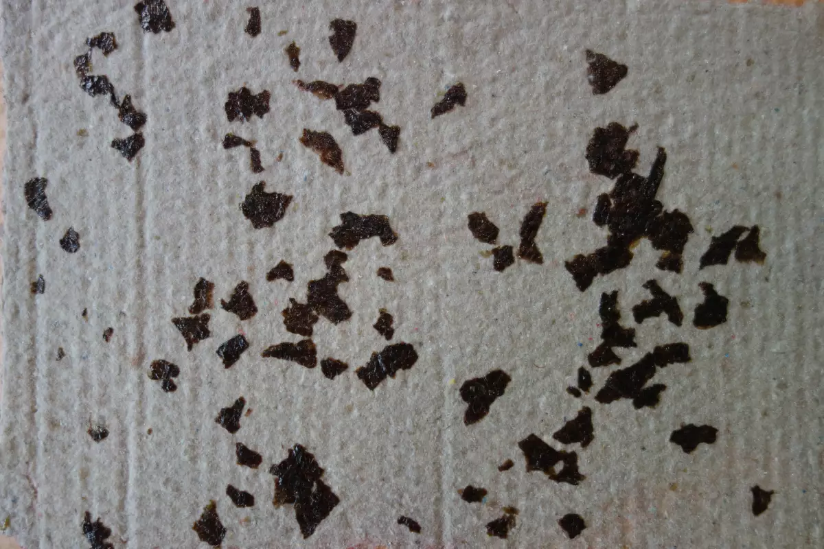 Claire Astigarraga - artiste plasticienne, sérigraphe, dessinatrice et navigatrice.