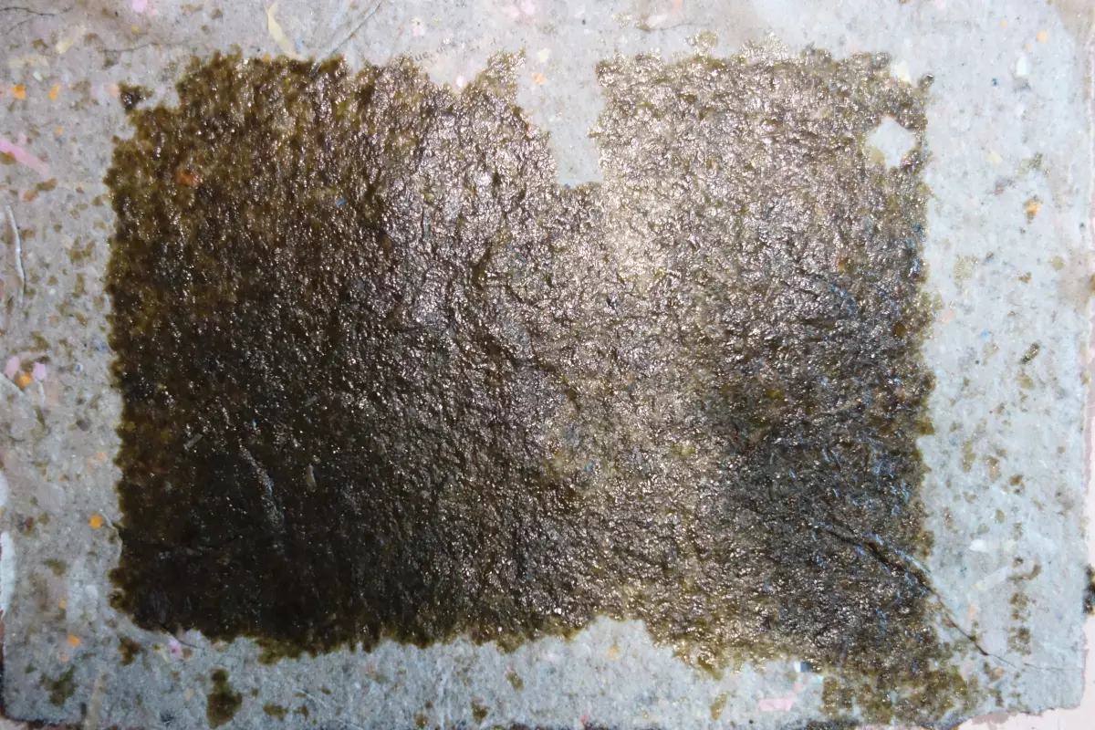 Claire Astigarraga - artiste plasticienne, sérigraphe, dessinatrice et navigatrice.