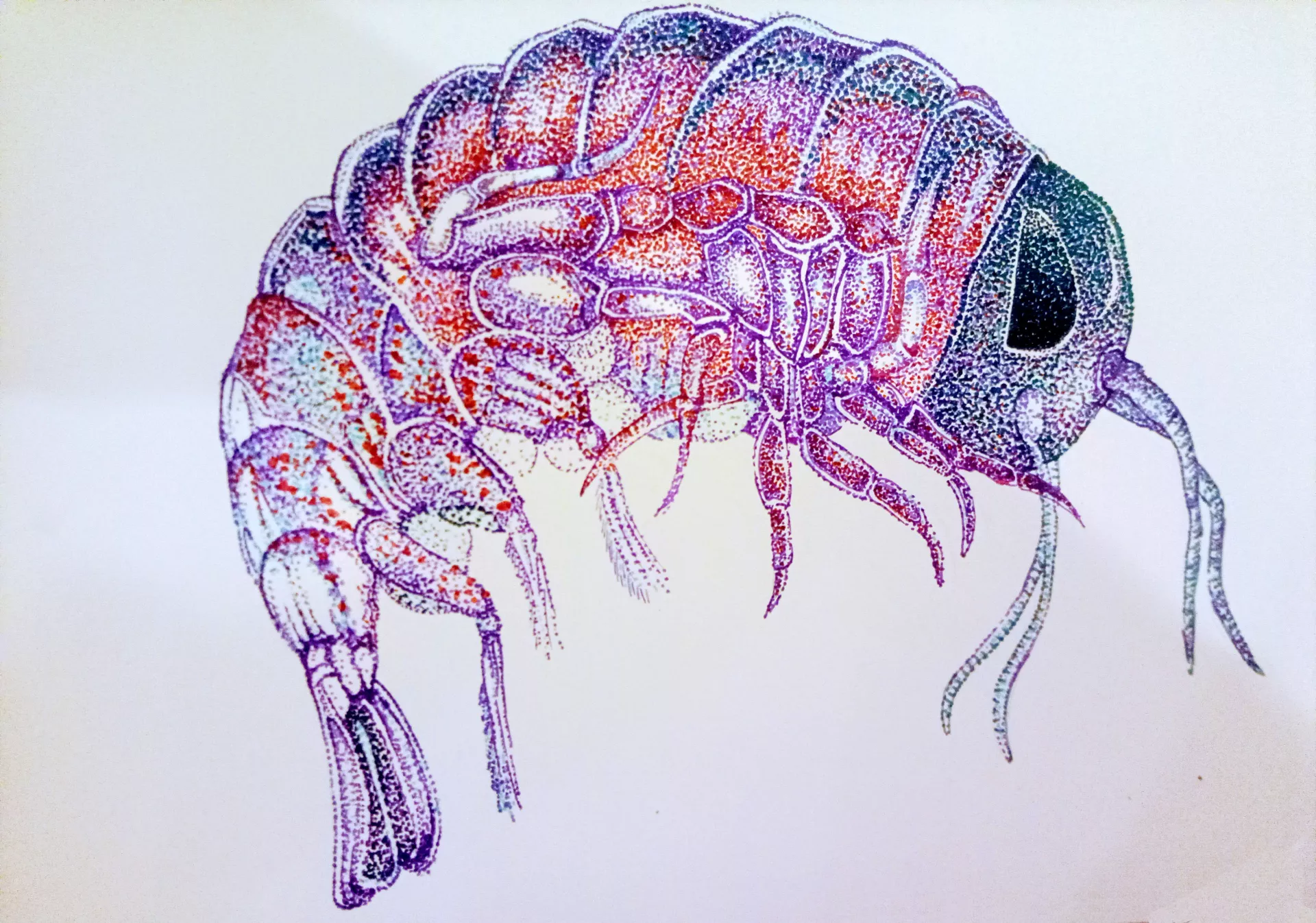 Claire Astigarraga - artiste plasticienne, sérigraphe, dessinatrice et navigatrice.