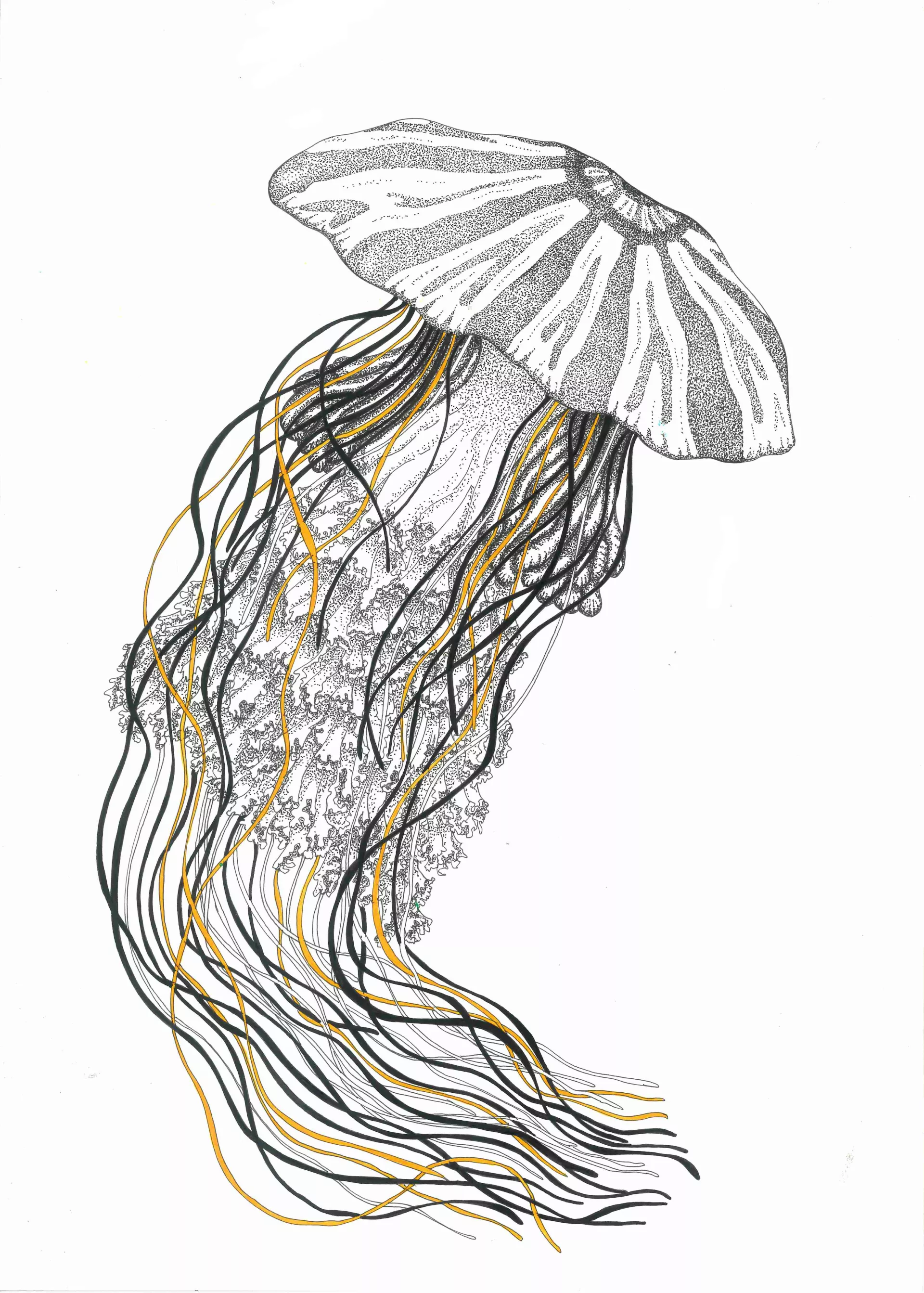 Claire Astigarraga - artiste plasticienne, sérigraphe, dessinatrice et navigatrice.