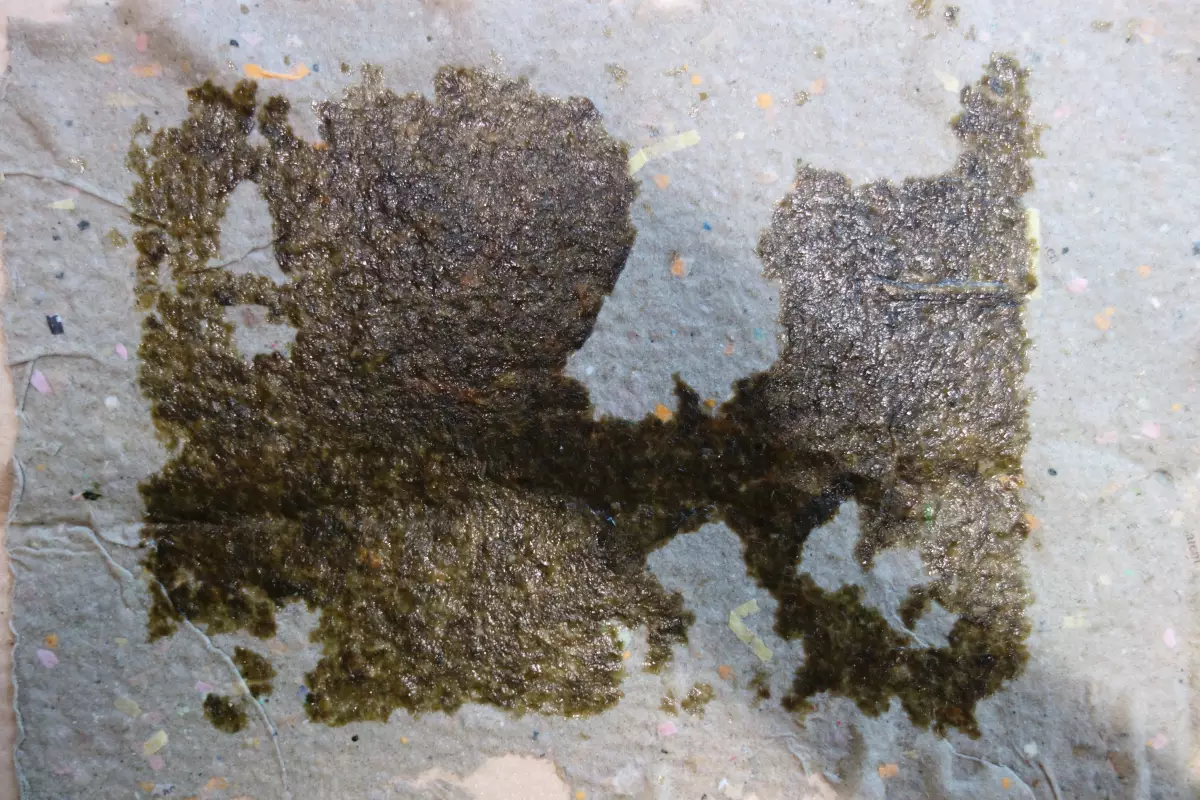 Claire Astigarraga - artiste plasticienne, sérigraphe, dessinatrice et navigatrice.