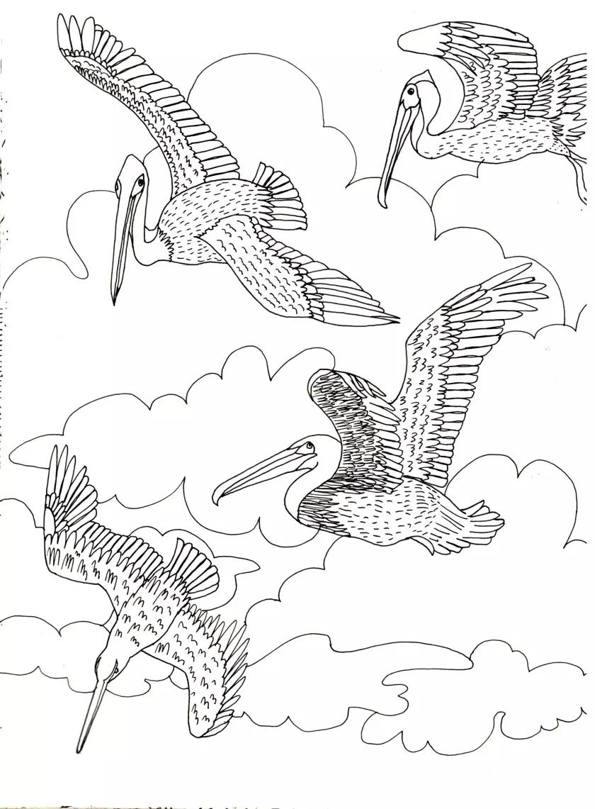 Claire Astigarraga - artiste plasticienne, sérigraphe, dessinatrice et navigatrice.