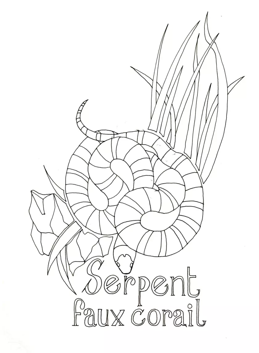 Claire Astigarraga - artiste plasticienne, sérigraphe, dessinatrice et navigatrice.