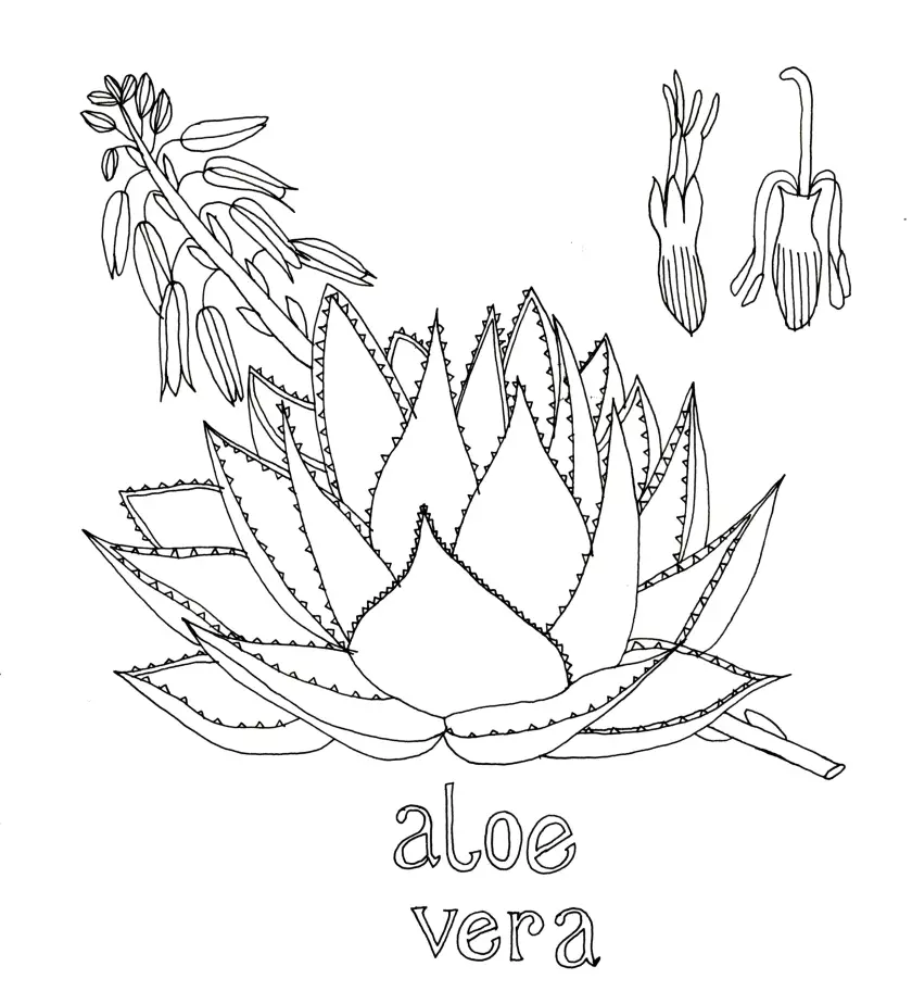 Claire Astigarraga - artiste plasticienne, sérigraphe, dessinatrice et navigatrice.