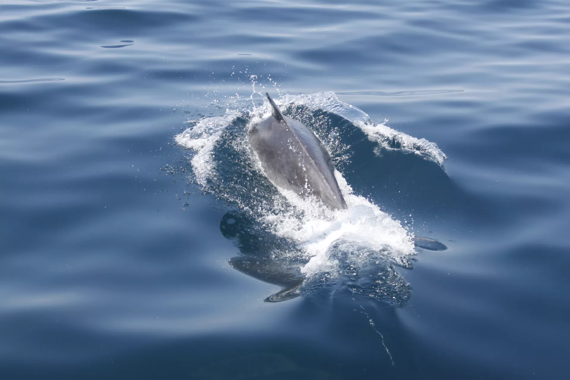 Claire Astigarraga - artiste plasticienne, sérigraphe, dessinatrice et navigatrice.