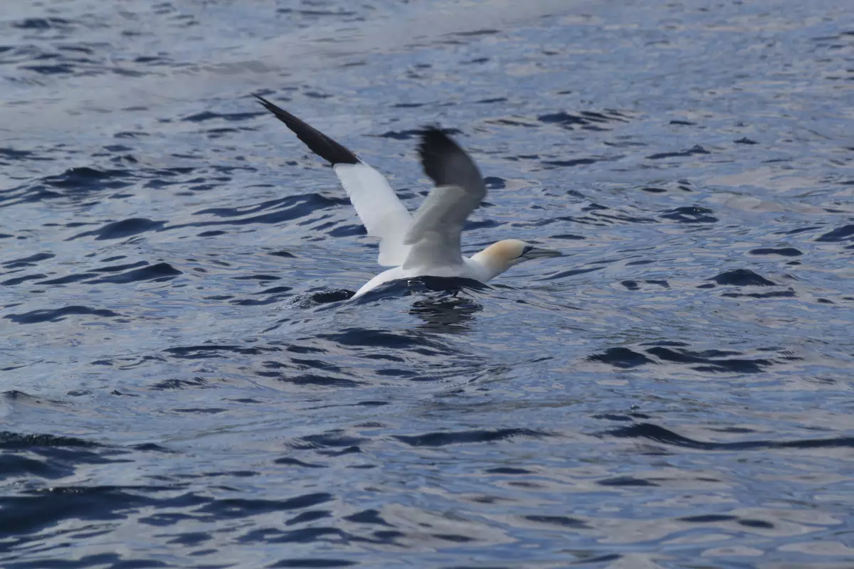 Claire Astigarraga - artiste plasticienne, sérigraphe, dessinatrice et navigatrice.