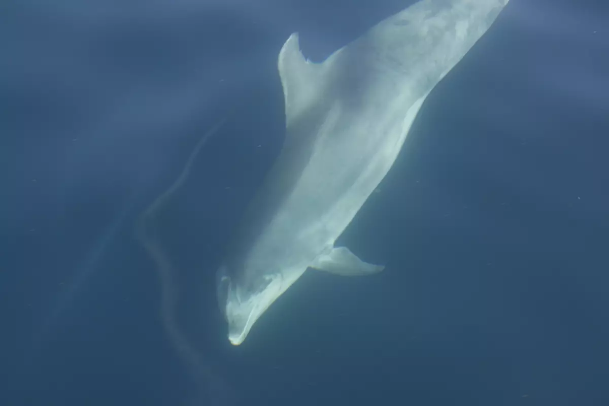 Claire Astigarraga - artiste plasticienne, sérigraphe, dessinatrice et navigatrice.