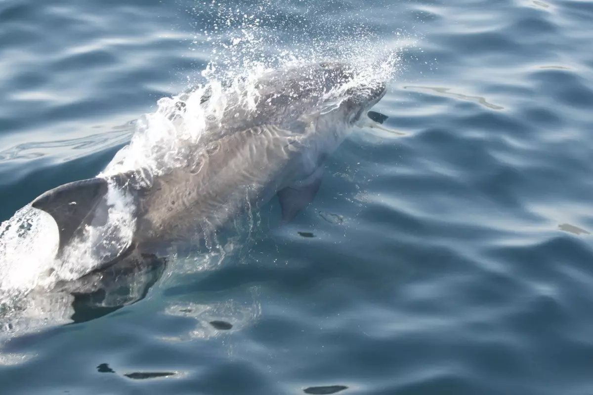 Claire Astigarraga - artiste plasticienne, sérigraphe, dessinatrice et navigatrice.