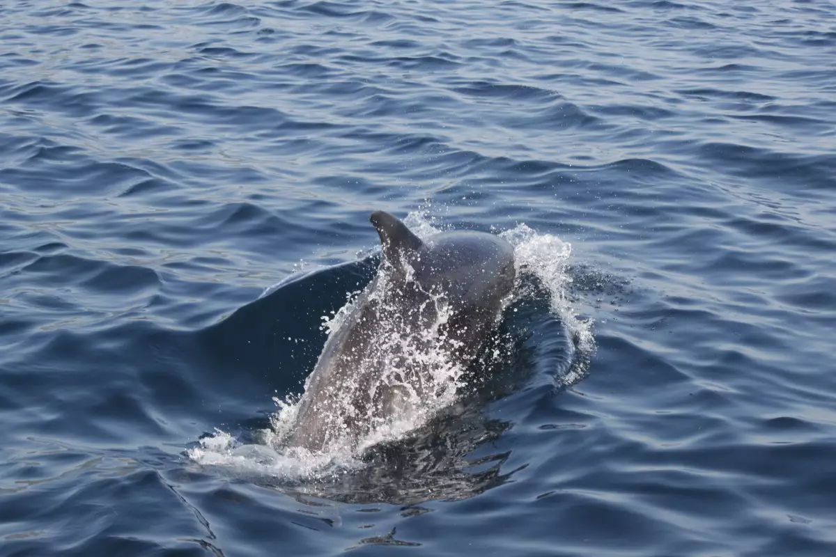 Claire Astigarraga - artiste plasticienne, sérigraphe, dessinatrice et navigatrice.