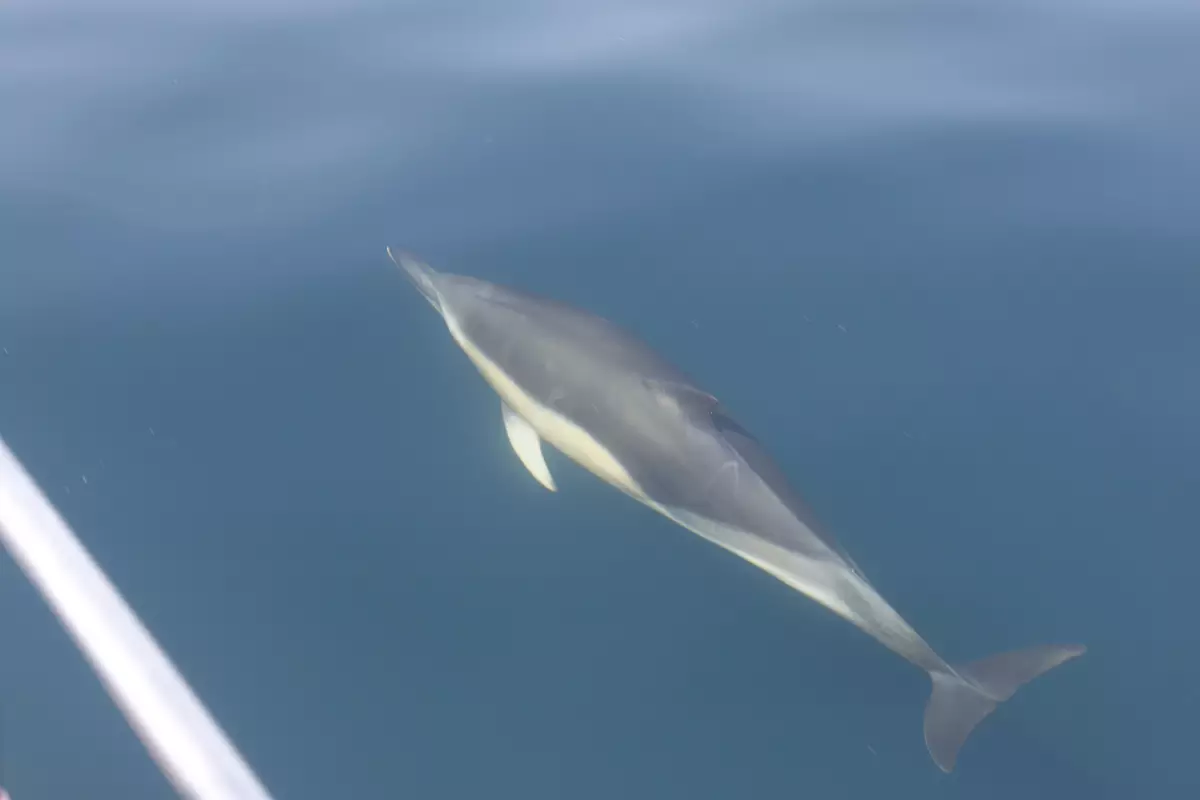 Claire Astigarraga - artiste plasticienne, sérigraphe, dessinatrice et navigatrice.