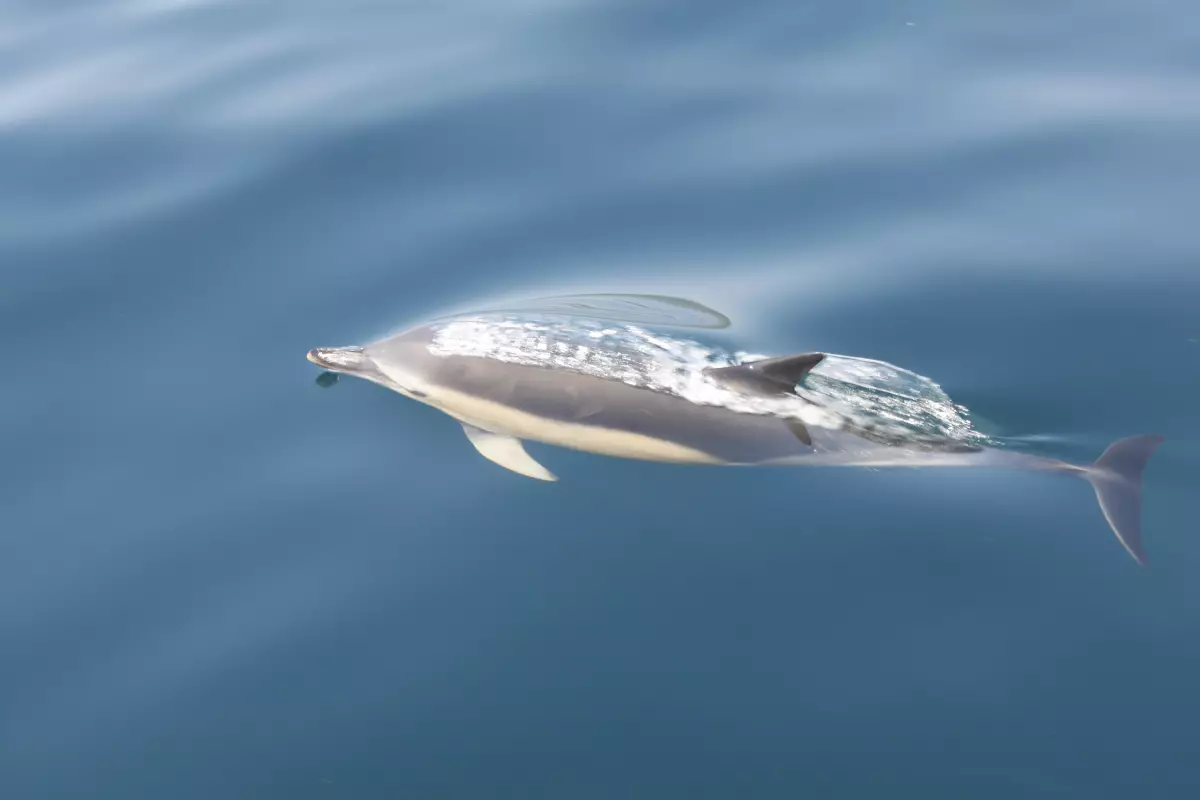 Claire Astigarraga - artiste plasticienne, sérigraphe, dessinatrice et navigatrice.