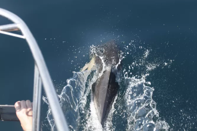 Claire Astigarraga - artiste plasticienne, sérigraphe, dessinatrice et navigatrice.