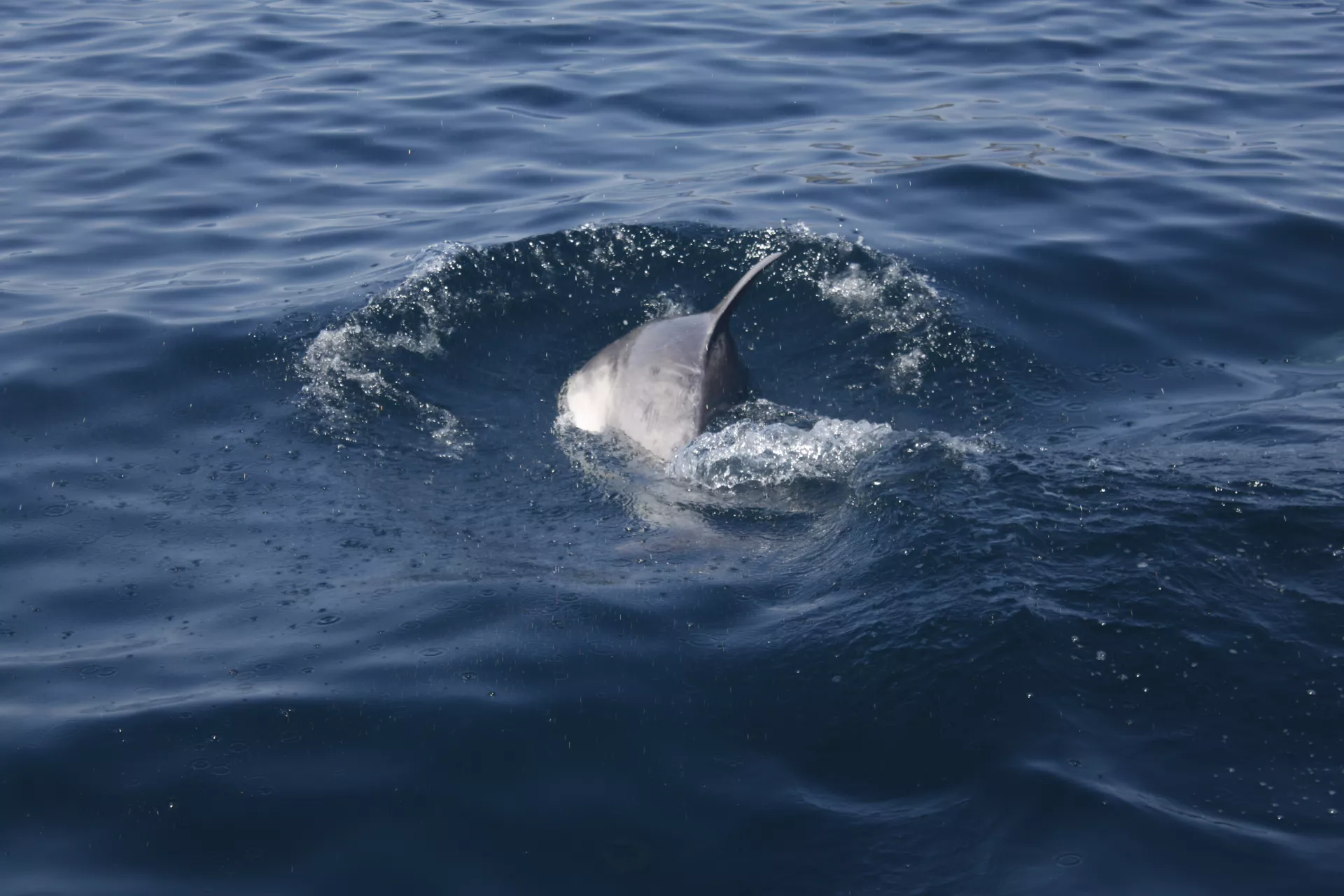 Claire Astigarraga - artiste plasticienne, sérigraphe, dessinatrice et navigatrice.