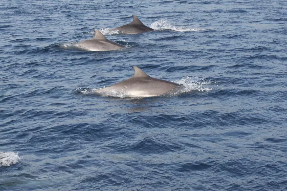 Claire Astigarraga - artiste plasticienne, sérigraphe, dessinatrice et navigatrice.