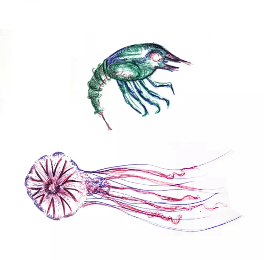 Claire Astigarraga - artiste plasticienne, sérigraphe, dessinatrice et navigatrice.